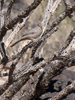 Canyon Towhee